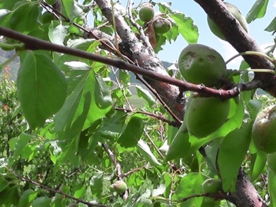 Կարկուտը վնաս է հասցրել Սյունիքի գյուղերին (ֆոտո)