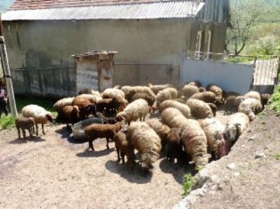Նոր Եդեսիայում գայլերը 100 ոչխար են հոշոտել