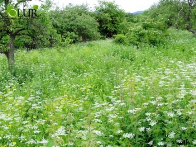 Մշակվում է անտառների կառավարման միասնական մոդել. անտառ հատելը պետք է լինի ամենավերջին կետում. նախարար (ֆոտո)