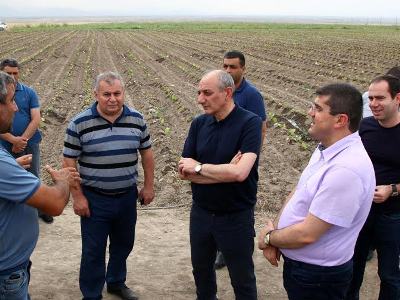 Արցախի նախագահը այցելել է շրջաններ ու ծանոթացել բերքահավաքի ընթացքին