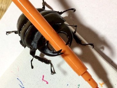Женщина научила жука рисовать и планирует на этом заработать
