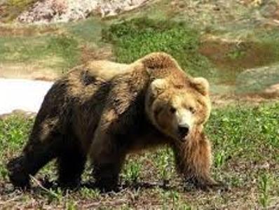 В Колорадо 19-летний юноша отбился от медведя