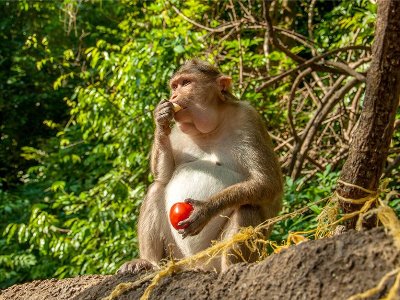Indian officials urge tourists to steer clear of monkeys after visitors were attacked