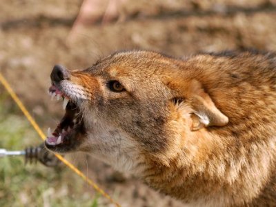 Karabakh child dies after being bitten by wolf
