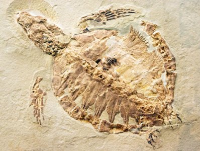 Chinese farmer finds turtle fossil dating back to Jurassic Period