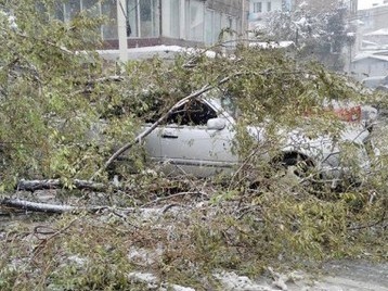 Երեւանում ծառը պոկվել եւ ընկել է Toyota Camry ավտոմեքենայի վրա