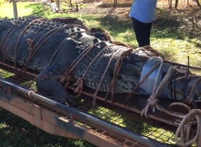 В Австралии пойман гигантский крокодил