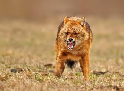Jackal attacks woman in Artsakh