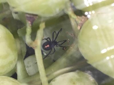 Black Widow Spider Ukraine - Northern Black Widow Spider Latrodectus Variolus Plant Pest Diagnostics : Black widow spiders are known for sexual cannibalism and for their poisonous bites.