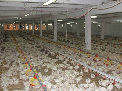 «Փաստ». Ներքին պայմանավորվածություններով ձեւավորված գներ