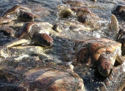300 морских черепах, находящиеся под угрозой исчезновения, найдены мертвыми в Мексике