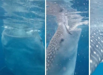 Акулы боятся пузырьков воздуха. Почему нельзя трогать китовую акулу. Что будет если китовая акула засосет.