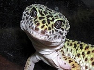 В Филадельфии похитили редких рептилий и насекомых стоимостью 40 000 долларов