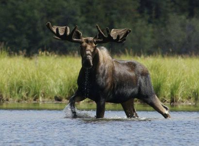 ԱՄՆ-ում որմզդեղնը խեղդվել է իրեն շրջապատած զբոսաշրջիկների պատճառով
