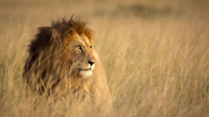 Escaped lion shot dead after killing North Carolina zoo worker