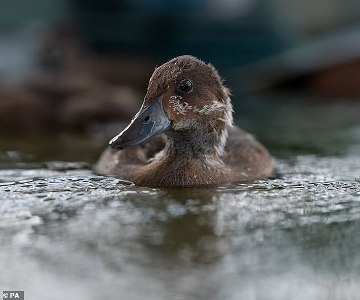 Duck that was thought to be extinct for 15 years has been brought back from the brink