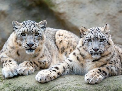 Экологи подсчитали точное число вымирающих видов животных