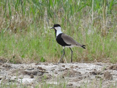 First record of wintering Spur-winged Plovers in Armenia (PHOTOS)