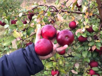 Ադրբեջանցիներին արգելել են անտառից մրգեր, հատապտուղներ եւ դեղաբույսեր հավաքել