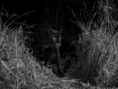 Biologists have photos and footage of black leopard spotted in Kenya