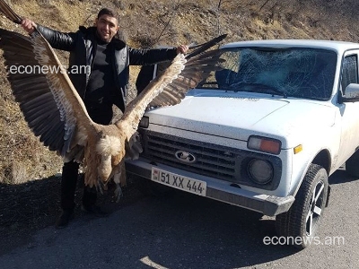 Կրկին ապօրինի որսի զոհ է դարձել հազվագյուտ սպիտակագլուխ անգղ՝ գրանցված Կարմիր գրքում (ֆոտո)
