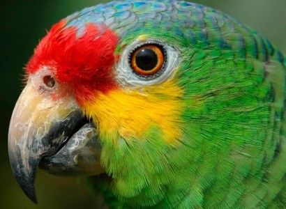 Talking parrot warns drug dealers about police raids in Brazil