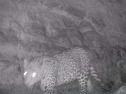 In Armenia’s Vayots Dzor province video camera again captures leopard