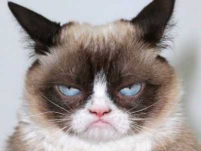 Սատկել է հանրահայտ Grumpy Cat կատուն