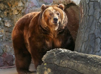 Испания и Франция начали переговоры из-за разгулявшейся медведицы
