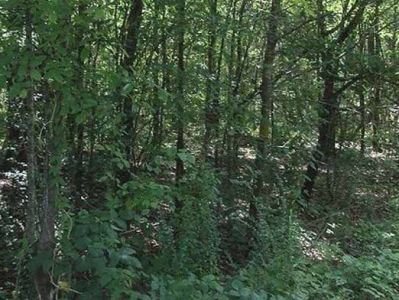 Woman survives after 17 days lost in forest