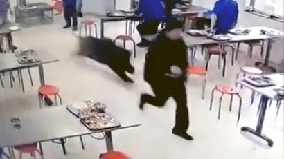 В Китае голодный вепрь ворвался в кафе и испугал посетителей