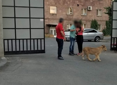«Իմ տերիտորիայում ա, պահում եմ». Երևանի փողոցներում առյուծ է զբոսնում (ֆոտո)