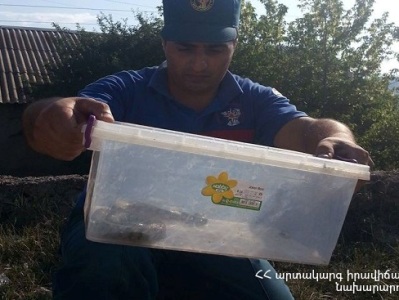 Փրկարարները երկու օրում 5 օձ են բռնել, որից 2-ը՝ գյուրզա