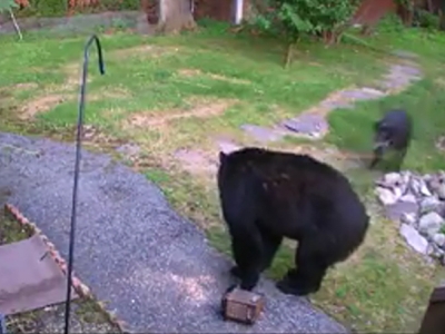 Пес прогнал медведя, который забрел во двор жилого дома