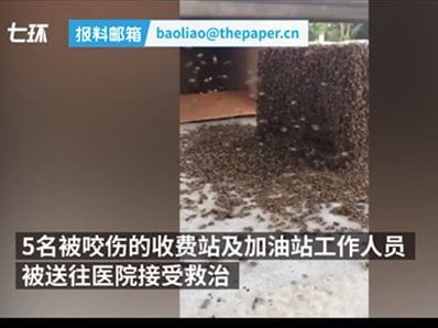 В Восточном Китае десятки тысяч пчел вырвались из грузовика