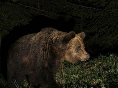 Շատինում արջը վնասել է խաղողի այգու բերքն ու վազերը