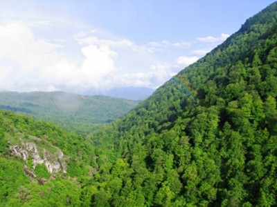 «Հայանտառ» ՊՈԱԿ-ի պաշտոնատար անձանց կողմից պետությանը 131մլն դրամի վնաս է պատճառվել