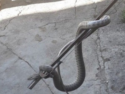 Փրկարարները մեկ օրում բռնել են 2 սահնօձ եւ 1 շահմար տեսակի օձ