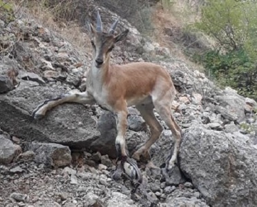 Fate of Armenia bezoar goat caught in trap is unknown (PHOTOS)