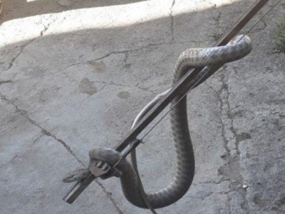 Փրկարարները մեկ օրում բռնել են 1 սահնօձ, 1 գյուրզա , 1 կովկասյան իժ տեսակի օձ