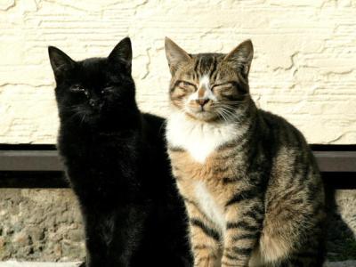 Коты спасли итальянскую семью от гибели во время оползня