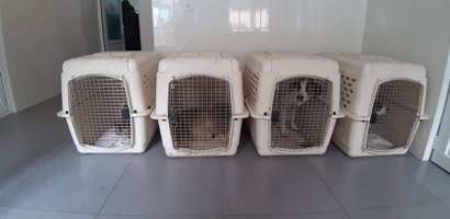 5 dogs caught at Yerevan Zoo at night (PHOTO)