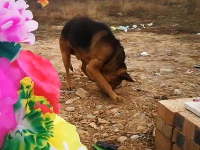 Loyal dog tries to unearth his master from grave