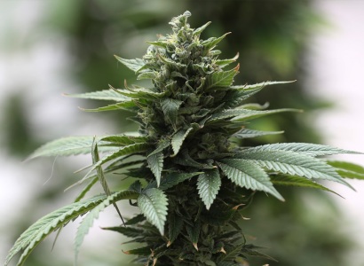 Italy Supreme Court allows cannabis to be grown at home