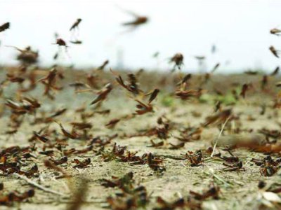 Արեւելյան Աֆրիկայում մորեխների հարձակումն ամենասարսափելին է վերջին 70 տարվա ընթացքում