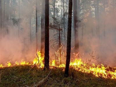 113 видов животных находятся под угрозой исчезновения из-за пожаров в Австралии