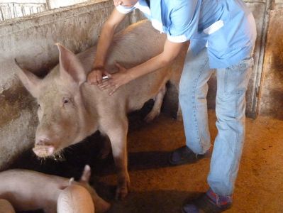 Analyst: Armenia's medicine and veterinary medicine systems under US supervision for a long time
