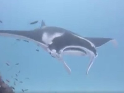 Гигантский розовый морской дьявол в Австралии