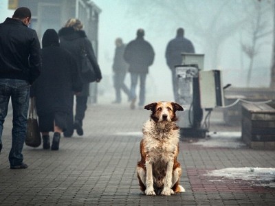 Человек собаке друг? Проблема бездомных животных в Ереване все такая же острая