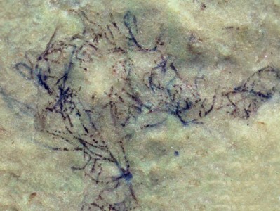 В Китае обнаружили зеленую водоросль, которой миллиард лет